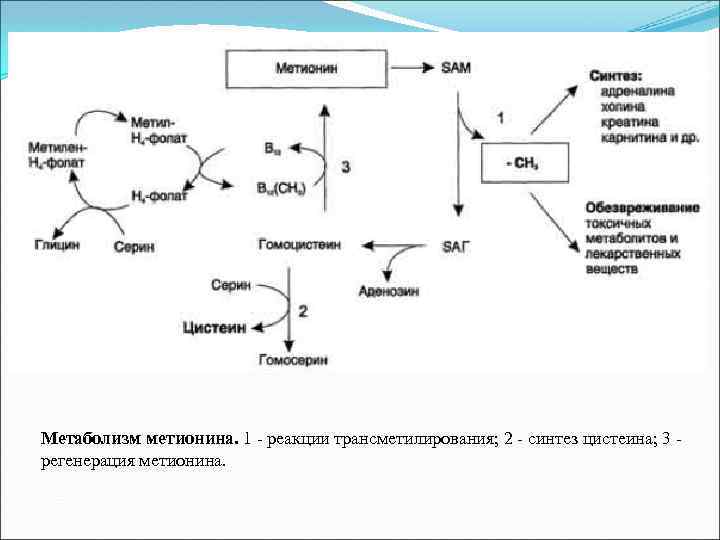 Метаболизм метионина. 1 - реакции трансметилирования; 2 - синтез цистеина; 3 - регенерация метионина.