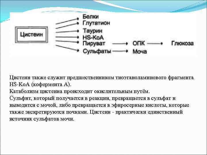 Цистеин также служит предшественником тиоэтаноламинового фрагмента HS-Ko. A (кофермента А). Катаболизм цистеина происходит окислительным