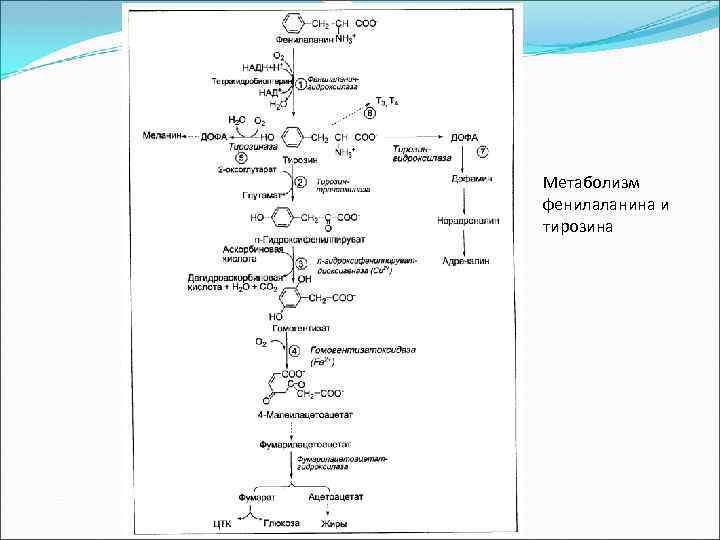 Метаболизм фенилаланина и тирозина 