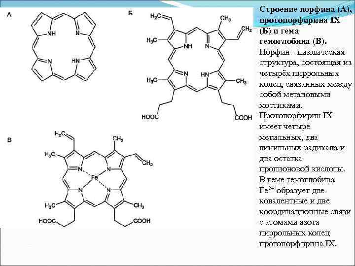 Строение порфина (А), протопорфирина IX (Б) и гема гемоглобина (В). Порфин - циклическая структура,