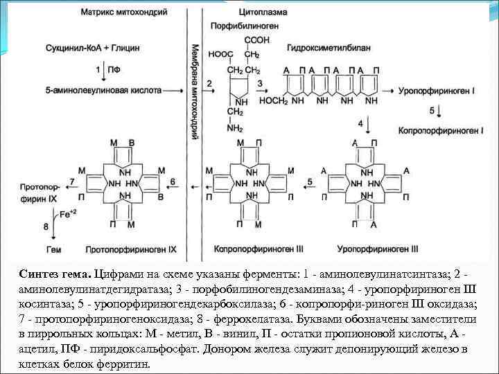 Синтез гема. Цифрами на схеме указаны ферменты: 1 - аминолевулинатсинтаза; 2 - аминолевулинатдегидратаза; 3