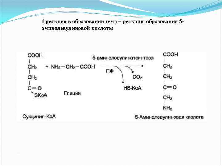 Какая реакция образуется. Реакция образования 5 аминолевулиновой кислоты. Синтез аминолевулиновой кислоты. Образование 5 аминолевулиновой кислоты. Синтез 6 аминолевулиновой кислоты.