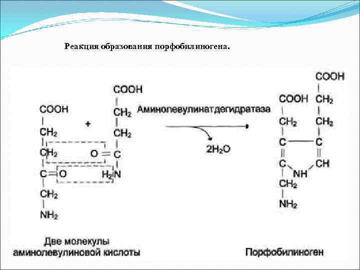 Реакция образования порфобилиногена. 