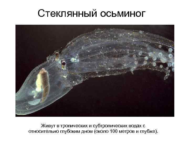 Стеклянный осьминог Живут в тропических и субтропических водах с относительно глубоким дном (около 100