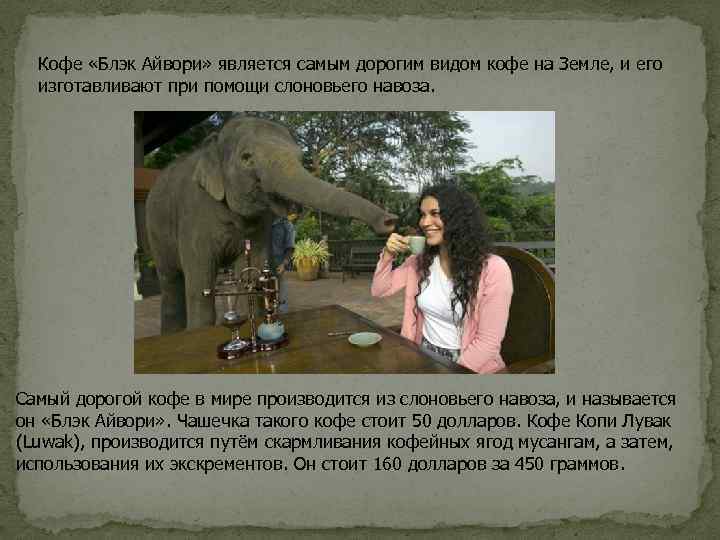 Кофе «Блэк Айвори» является самым дорогим видом кофе на Земле, и его изготавливают при