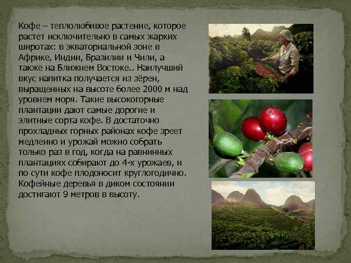 Кофе – теплолюбивое растение, которое растет исключительно в самых жарких широтах: в экваториальной зоне