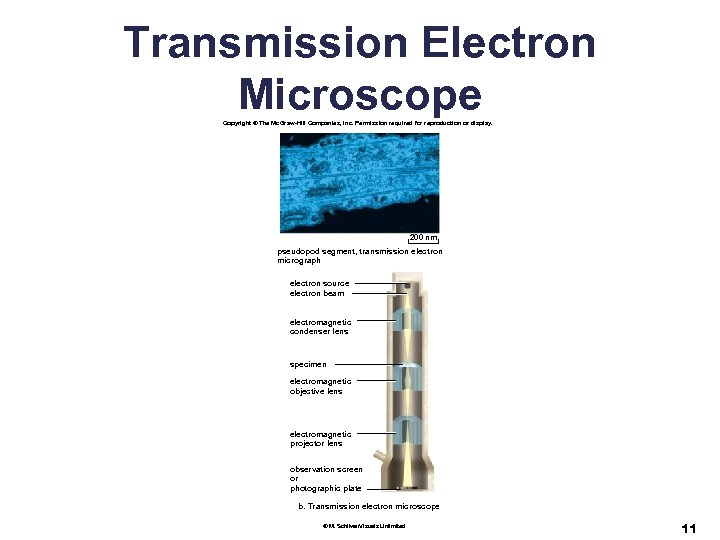 Transmission Electron Microscope Copyright © The Mc. Graw-Hill Companies, Inc. Permission required for reproduction