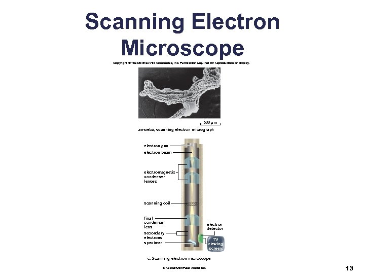Scanning Electron Microscope Copyright © The Mc. Graw-Hill Companies, Inc. Permission required for reproduction