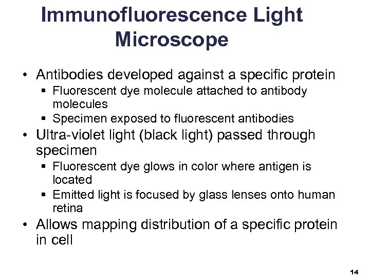 Immunofluorescence Light Microscope • Antibodies developed against a specific protein § Fluorescent dye molecule