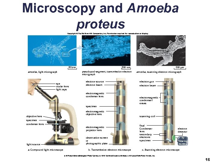 Microscopy and Amoeba proteus Copyright © The Mc. Graw-Hill Companies, Inc. Permission required for