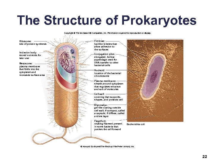 The Structure of Prokaryotes Copyright © The Mc. Graw-Hill Companies, Inc. Permission required for