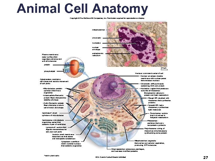 Animal Cell Anatomy Copyright © The Mc. Graw-Hill Companies, Inc. Permission required for reproduction