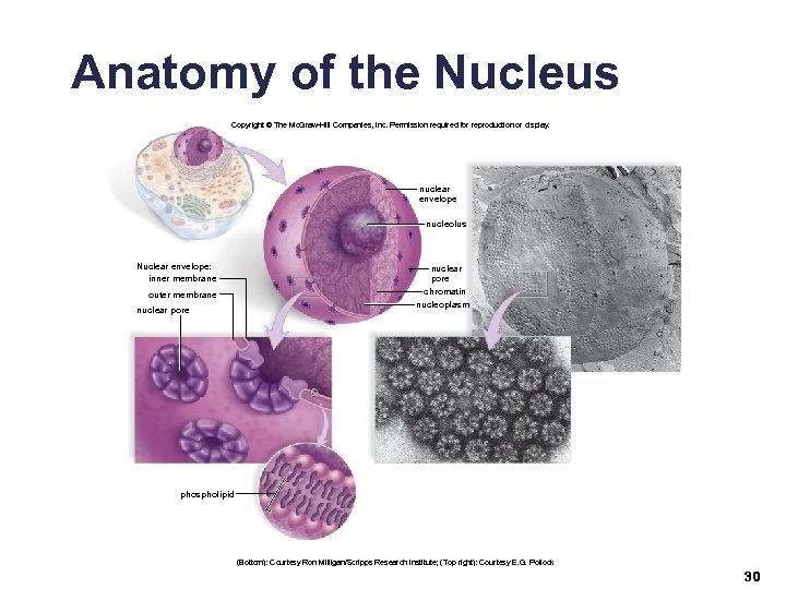 Anatomy of the Nucleus Copyright © The Mc. Graw-Hill Companies, Inc. Permission required for