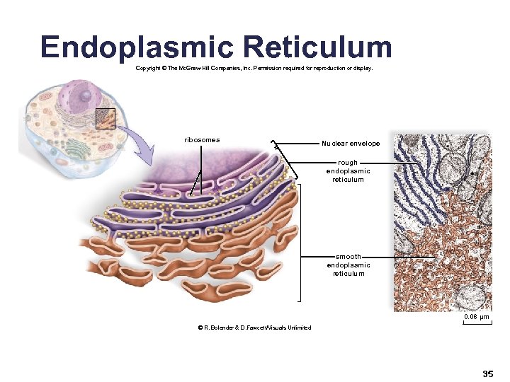 Endoplasmic Reticulum Copyright © The Mc. Graw-Hill Companies, Inc. Permission required for reproduction or