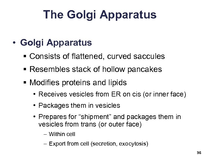 The Golgi Apparatus • Golgi Apparatus § Consists of flattened, curved saccules § Resembles