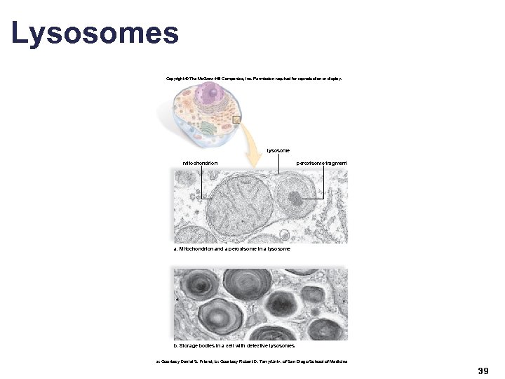Lysosomes Copyright © The Mc. Graw-Hill Companies, Inc. Permission required for reproduction or display.