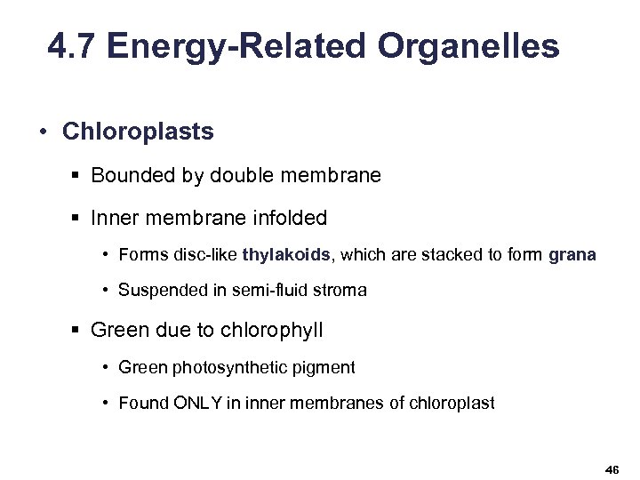 4. 7 Energy-Related Organelles • Chloroplasts § Bounded by double membrane § Inner membrane