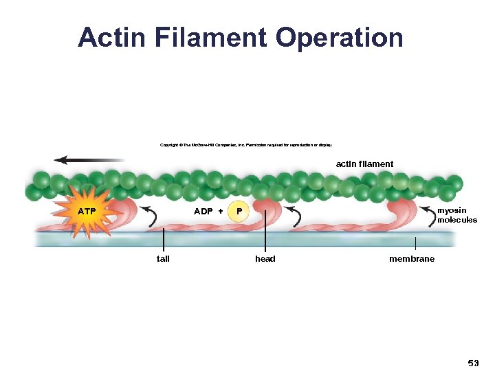 Actin Filament Operation Copyright © The Mc. Graw-Hill Companies, Inc. Permission required for reproduction