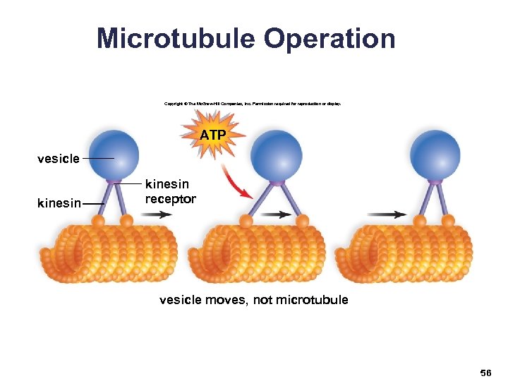 Microtubule Operation Copyright © The Mc. Graw-Hill Companies, Inc. Permission required for reproduction or
