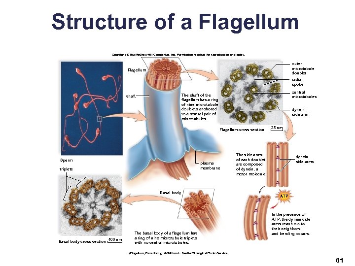 Structure of a Flagellum Copyright © The Mc. Graw-Hill Companies, Inc. Permission required for
