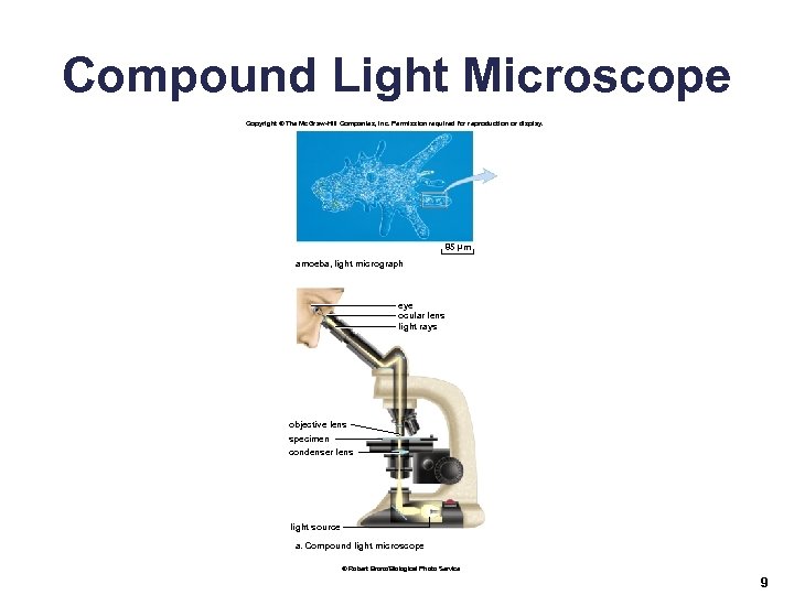 Compound Light Microscope Copyright © The Mc. Graw-Hill Companies, Inc. Permission required for reproduction