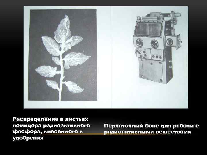 Распределение в листьях помидора радиоактивного фосфора, внесенного в удобрения Перчаточный бокс для работы с
