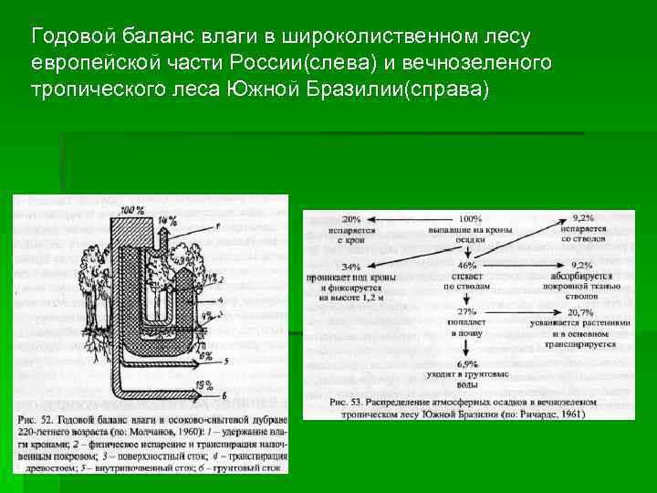 Годовой баланс влаги в широколиственном лесу европейской части России(слева) и вечнозеленого тропического леса Южной