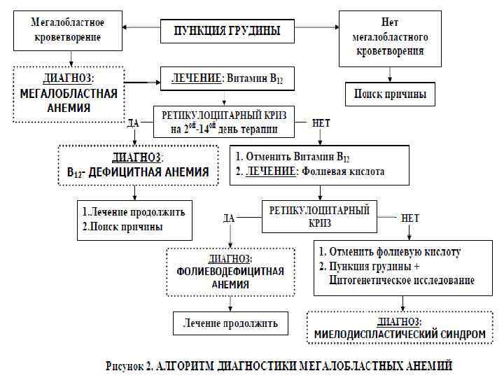 Картина крови при в12 и фолиеводефицитной анемии