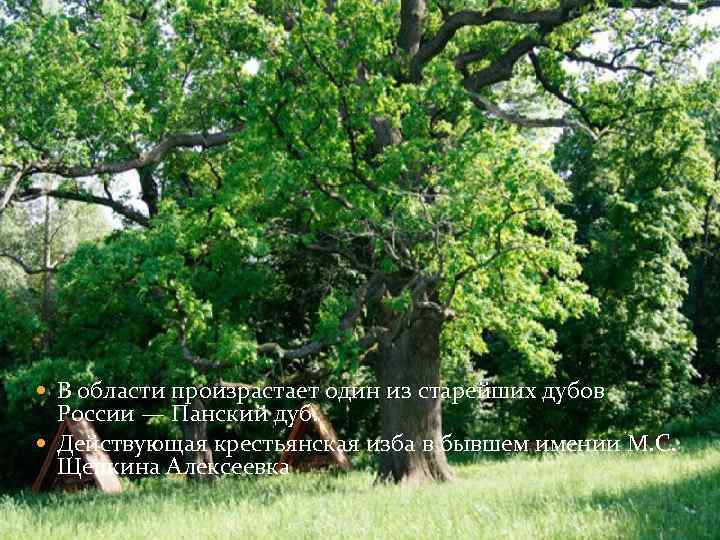  В области произрастает один из старейших дубов России — Панский дуб. Действующая крестьянская