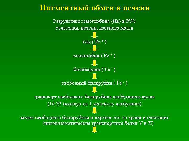 Пигментный обмен в печени Разрушение гемоглобина (Нв) в РЭС селезенки, печени, костного мозга гем