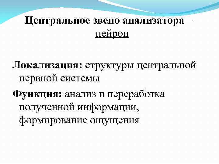 Центральное звено анализатора – нейрон Локализация: структуры центральной нервной системы Функция: анализ и переработка