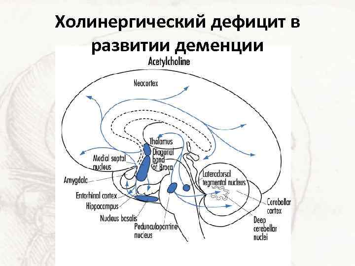 Холинергический дефицит в развитии деменции 