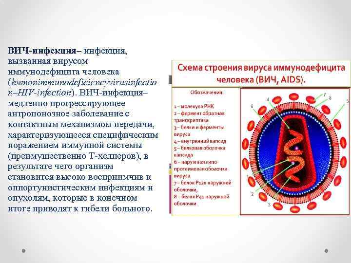 ВИЧ-инфекция– инфекция, вызванная вирусом иммунодефицита человека (humanimmunodeficiencyvirusinfectio n–HIV-infection). ВИЧ-инфекция– медленно прогрессирующее антропонозное заболевание с