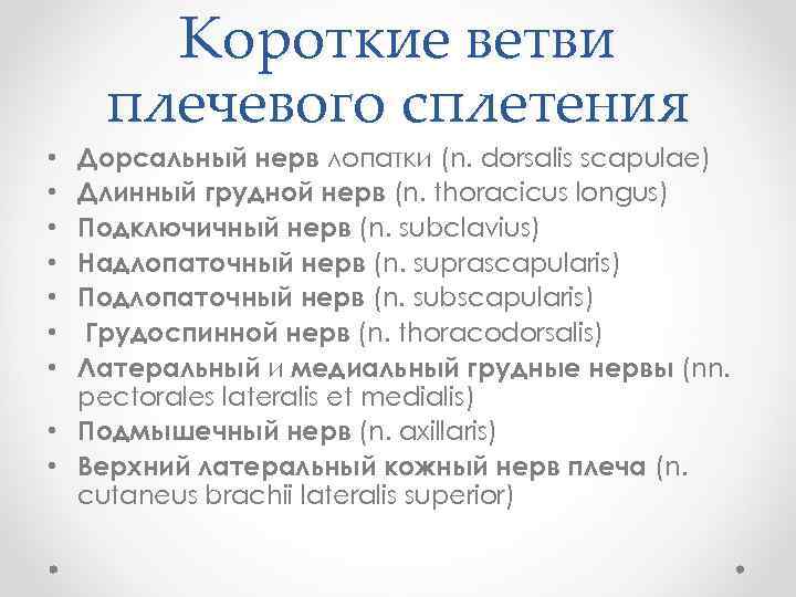 Короткие ветви плечевого сплетения Дорсальный нерв лопатки (n. dorsalis scapulae) Длинный грудной нерв (n.