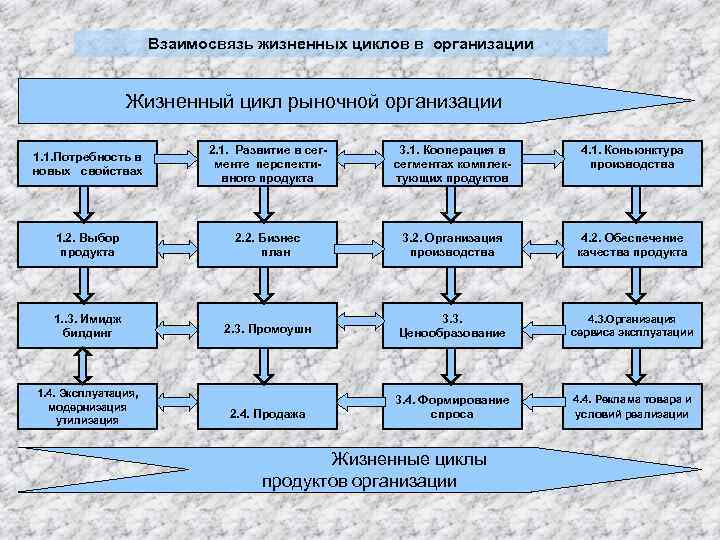 Взаимосвязь жизненных циклов в организации Жизненный цикл рыночной организации 1. 1. Потребность в новых