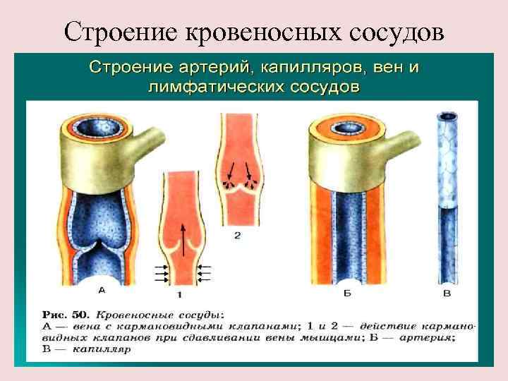 Строение кровеносных сосудов 