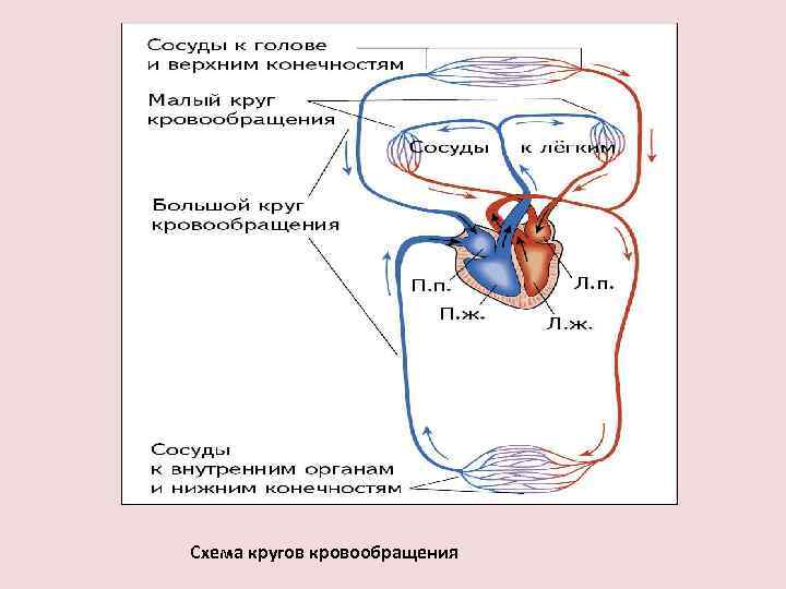 Схема кругов кровообращения 