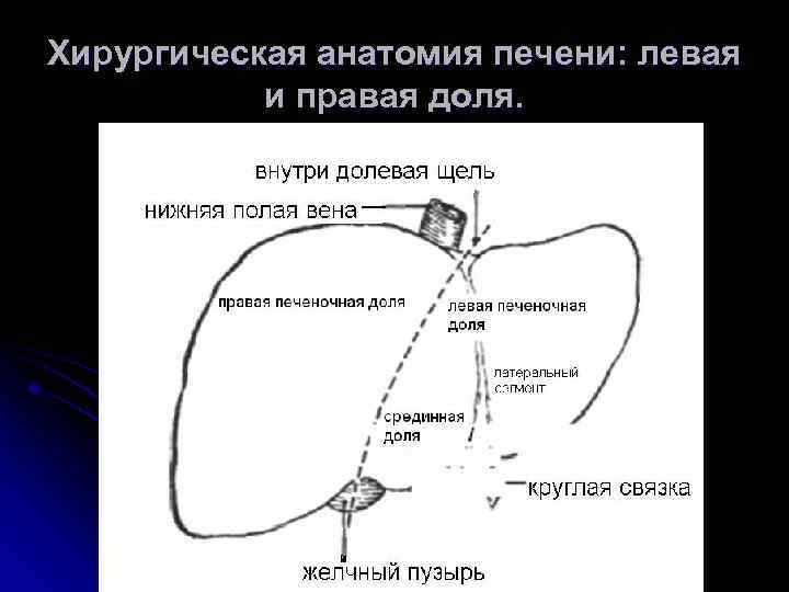 Хирургическая анатомия печени: левая и правая доля. 