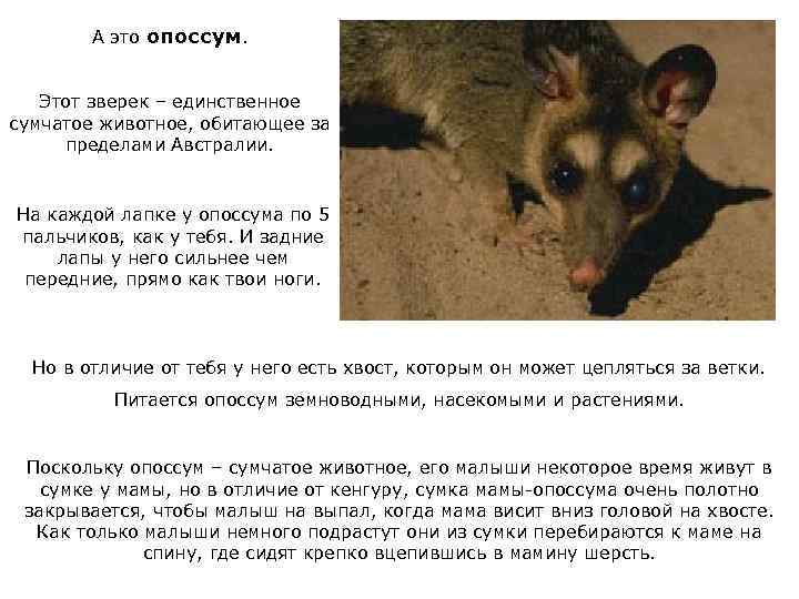 А это опоссум. Этот зверек – единственное сумчатое животное, обитающее за пределами Австралии. На