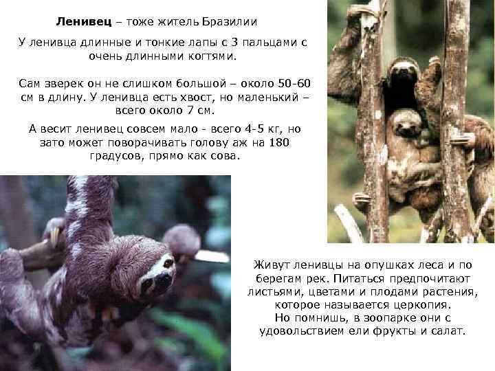 Ленивец – тоже житель Бразилии У ленивца длинные и тонкие лапы с 3 пальцами