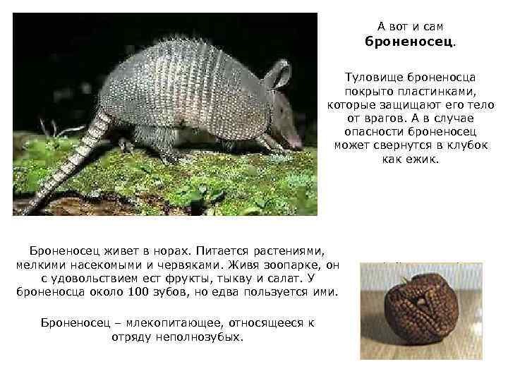 А вот и сам броненосец. Туловище броненосца покрыто пластинками, которые защищают его тело от