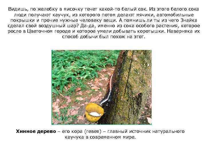 Видишь, по желобку в мисочку течет какой-то белый сок. Из этого белого сока люди