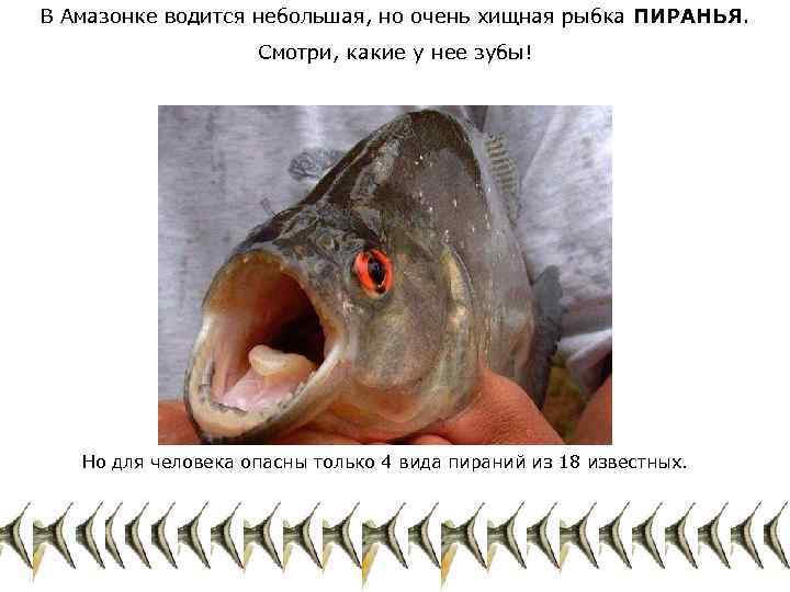 В Амазонке водится небольшая, но очень хищная рыбка ПИРАНЬЯ. Смотри, какие у нее зубы!