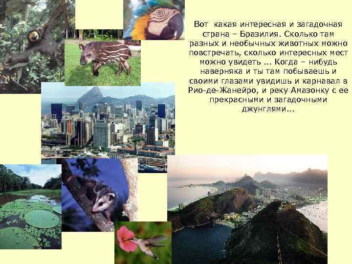 Вот какая интересная и загадочная страна – Бразилия. Сколько там разных и необычных животных