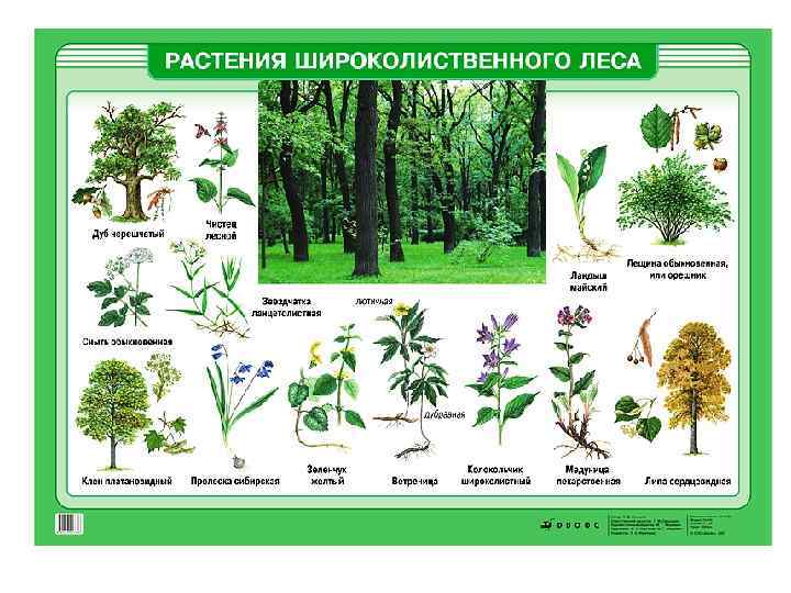 Схема биогеоценоза широколиственного леса