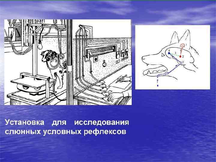 Разделы физиологии. § Физиология клетки и субклеточных образований. § Физиология тканей. § Физиология органов.