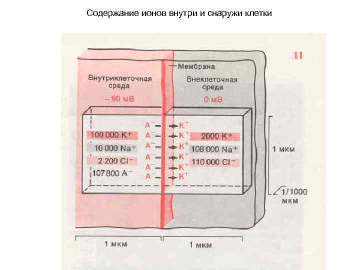 Содержание ионов внутри и снаружи клетки 