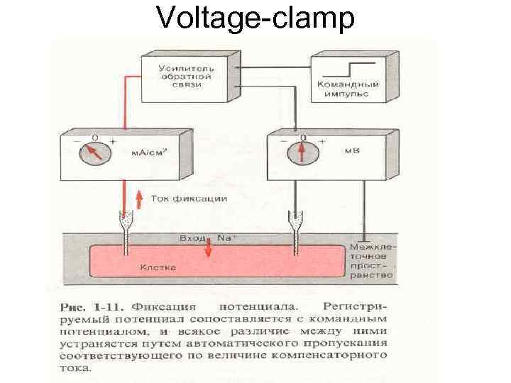 Voltage-clamp 