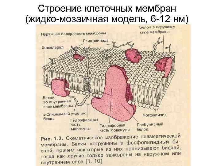 Строение клеточных мембран (жидко-мозаичная модель, 6 -12 нм) 