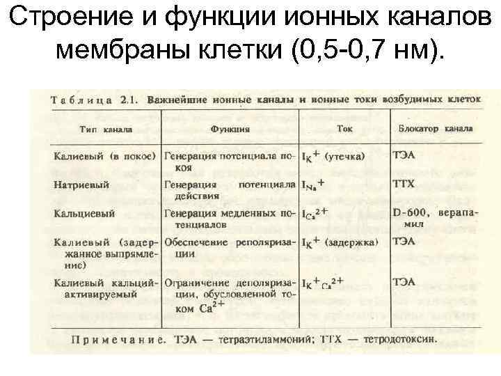 Строение и функции ионных каналов мембраны клетки (0, 5 -0, 7 нм). 